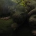 Naked mole rats (lots!)