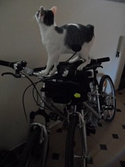 Gatos que amam bicicletas