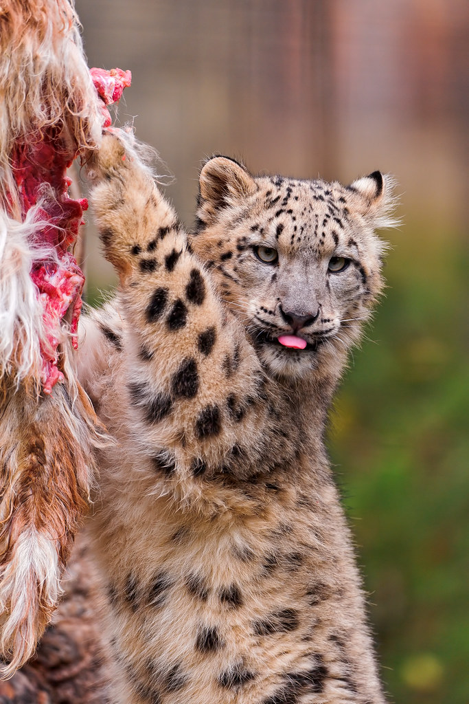 Cub with the meat showing a bit of his tongue