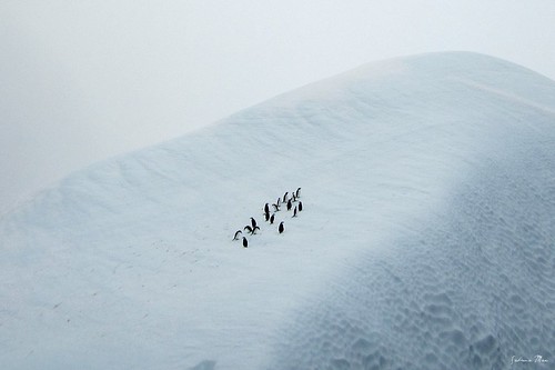 Penguins on an iceberg by Sabby3000