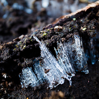 Ice Fungi, Ice Needles しもばしら【霜柱】02