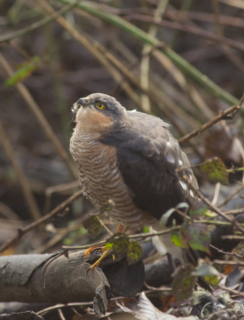 sparrowhawk look up after eating
