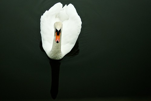 無料写真素材|動物|白鳥・ハクチョウ