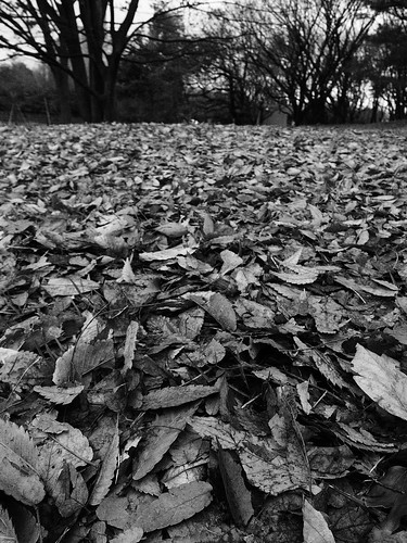 Carpet of dead leaves.