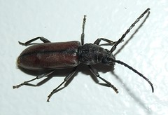 Longhorn Beetle (B)