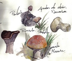 mushrooms study