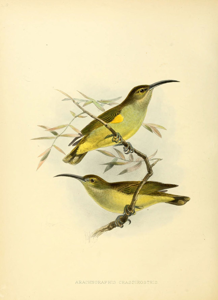 lithograph of yellow birds