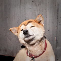 Japan dog