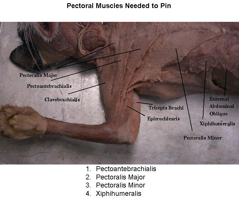 1 Pectoral muscles