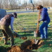 Volunteers assisting in Planting