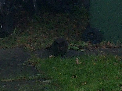 New feral kitten in the back garden
