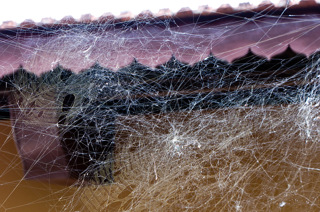 captured in a giant cobweb