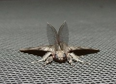 Asian Gypsy moth (x 3)