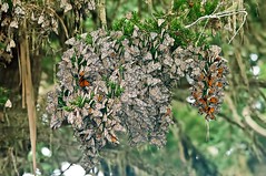 Monarch Grove Butterfly Sanctuary