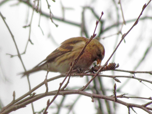 Lesser Redpoll by WoodwolfUW
