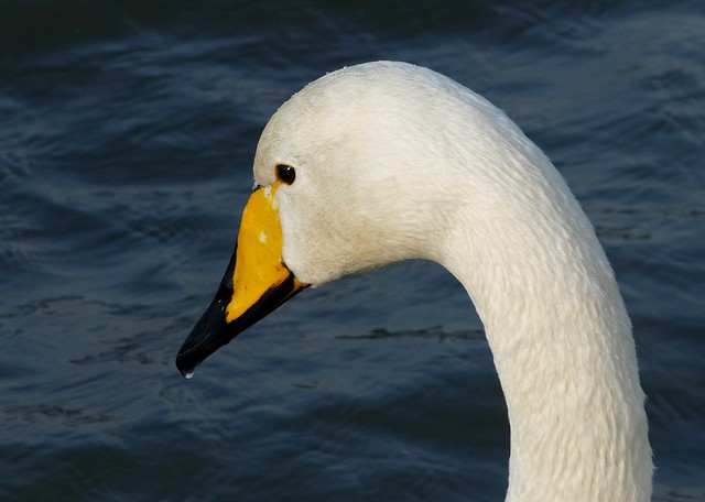 25440 - Whooper Swan, Cosmeston
