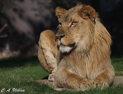 Lion, Tiger & Jaguar Dec 2011