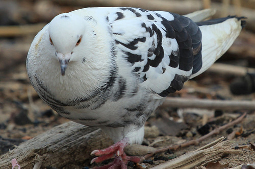 Inquisitive Rock Pigeon