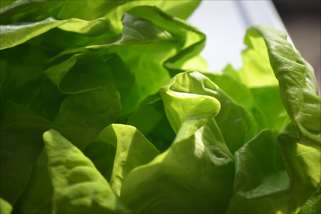 2012 9/365 Lettuce!