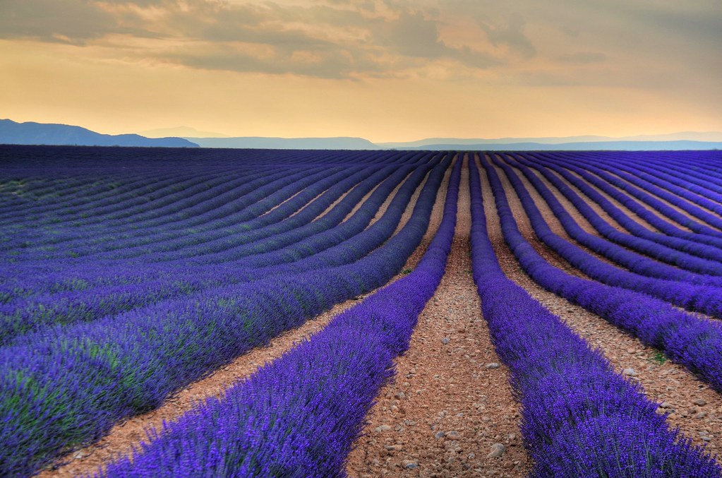 Lavender Fields, Aix-en Provence