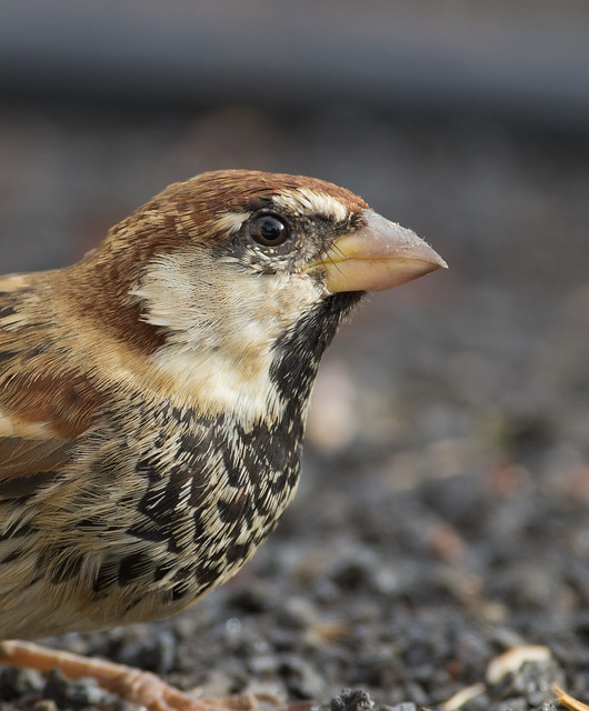 Spanish sparrow 4