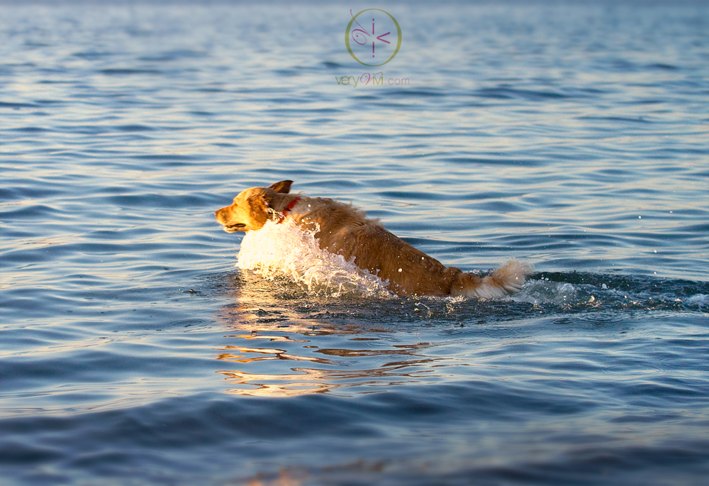Leap! Splash! Fetch!