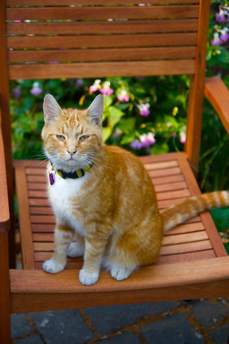 orange cat in chair  1214