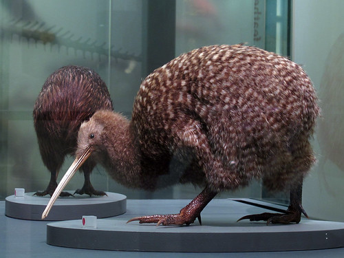 Kiwi at Auckland Museum