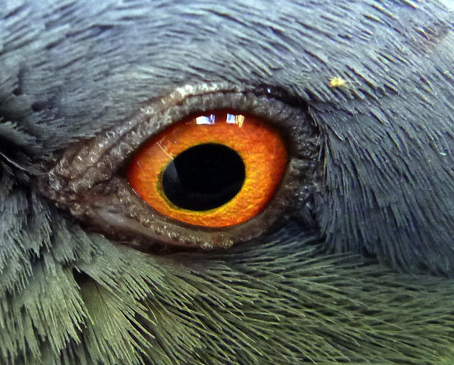 Resting Pigeon Eye (Macro)