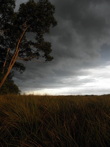 big storm approaches over the savanna