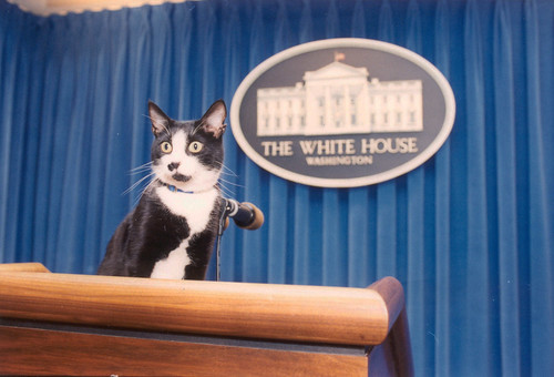 Photograph of Socks the Cat Standing on the Press Podium in the Press Room at the White House: 12/05/1993
