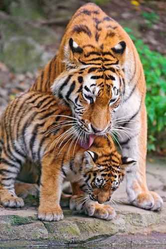  無料写真素材, 動物 , 虎・トラ, 動物  親子  