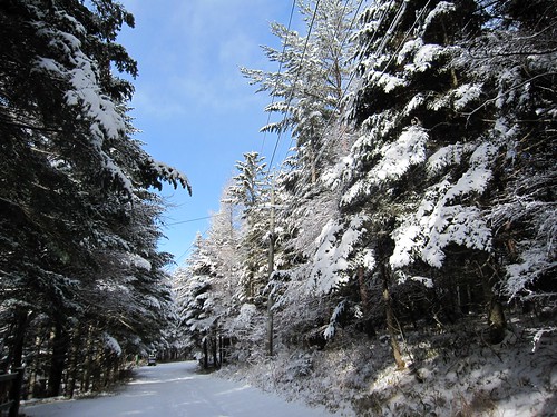 もみの木にも雪がたっぷり by Poran111