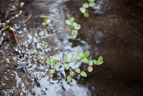 Plant Growing from Stream at Mariposa Grove