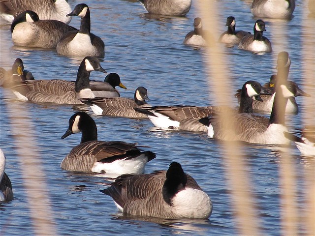 Richardson's Cackling Goose at White Oak Park in Bloomington, IL 03
