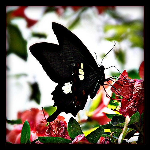 “Love is like a butterfly,..."