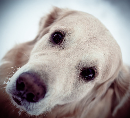 無料写真素材|動物|犬・イヌ|ゴールデン・レトリバー
