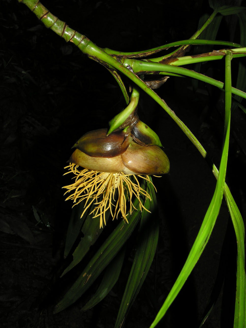 Thoracocarpus bissectus image