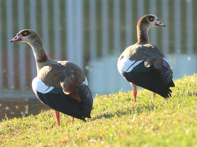 Egyptian Geese 20111231