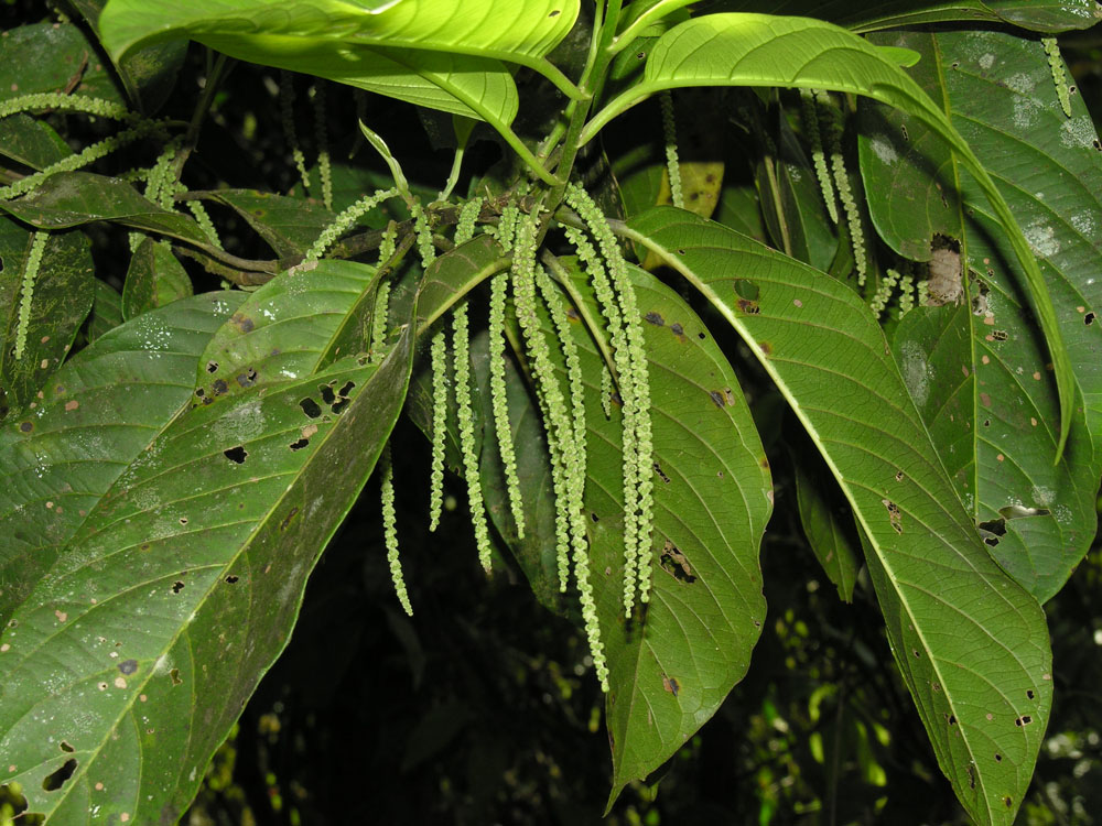 Icacinaceae image