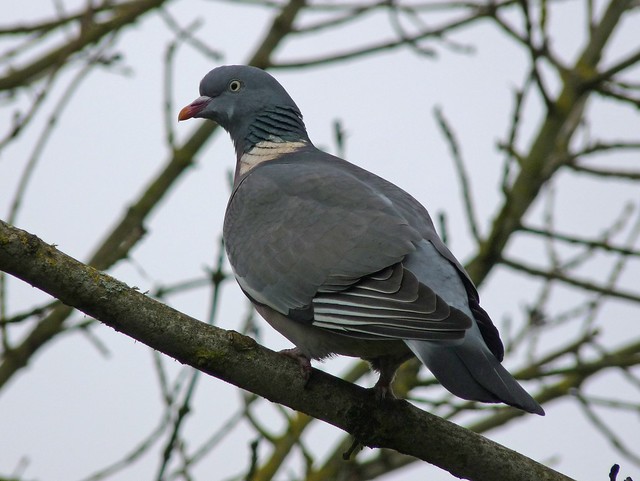 25454 - Wood Pigeon, Llanelli WWT
