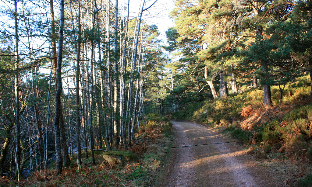 Forest of Glen Tanar