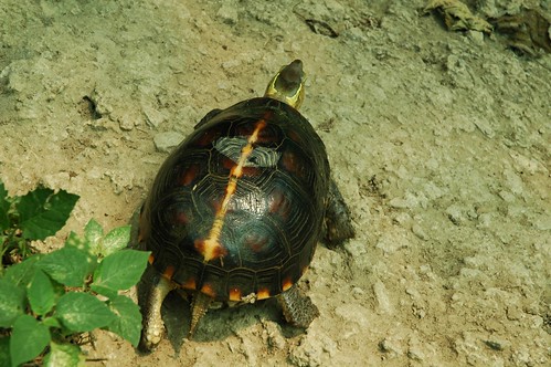 食蛇龜。特有生物中心林德恩提供。