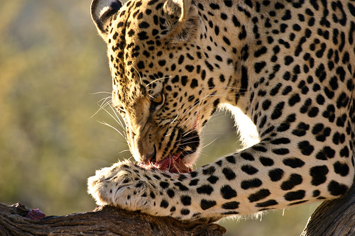 Leopard, Wildlife