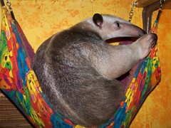 Ori in the hammock
