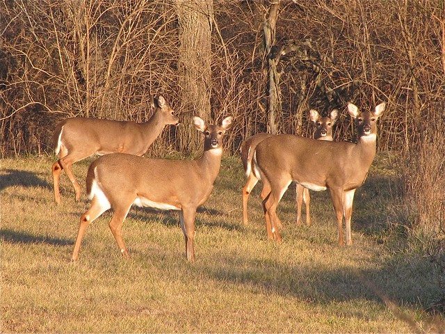 White-tailed Deer near the Fraker Farm in Woodford County, IL