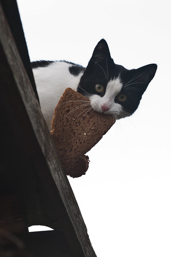 無料写真素材|動物|猫・ネコ|パン