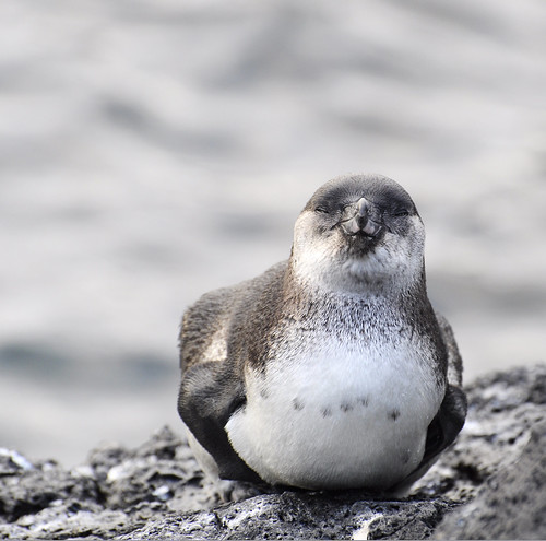 Galapagos Penguin by nicnac1000
