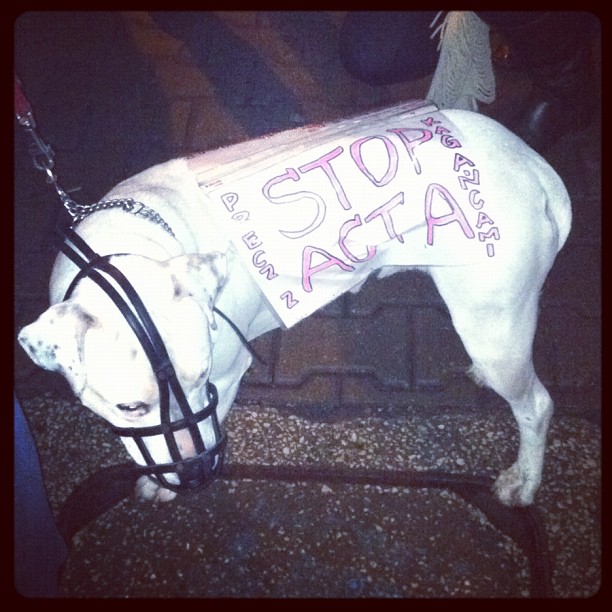 Stop-#acta dog!!