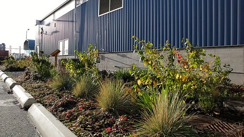 rain garden outside TOTE facility, Port of Tacoma (by: Katie Campbell via KUOW-FM)